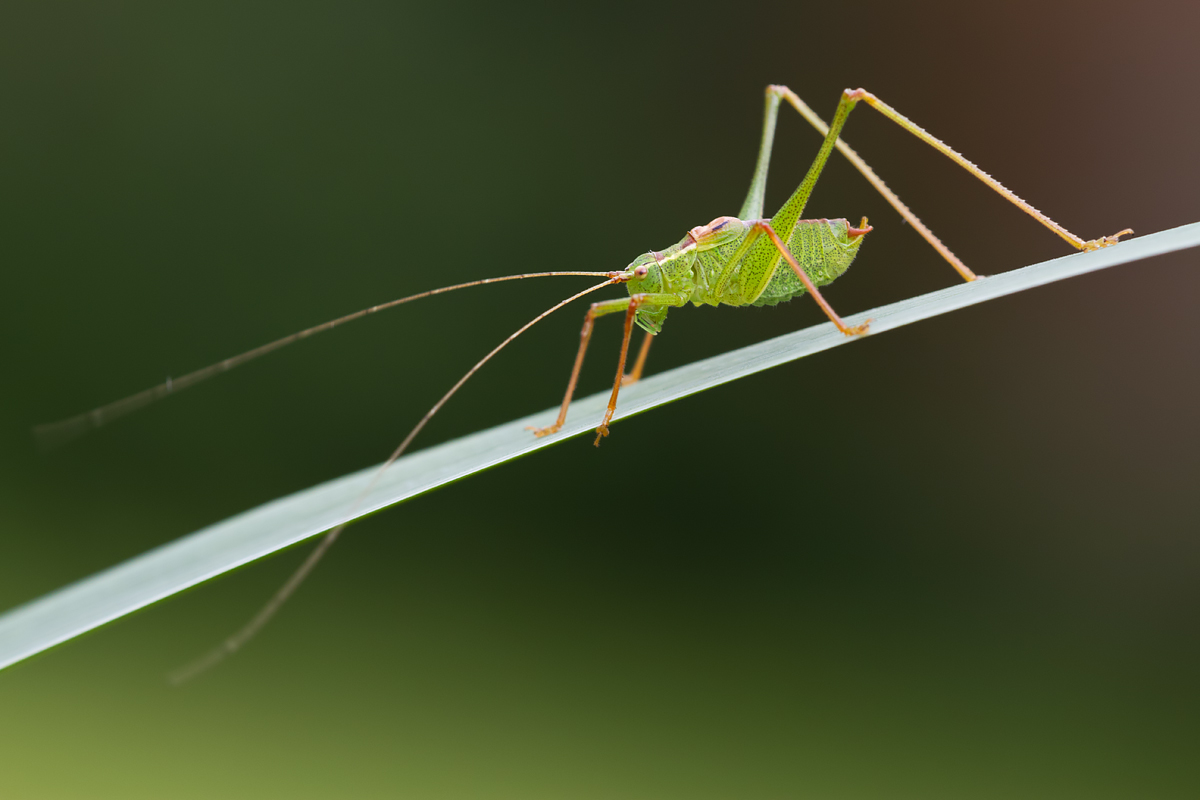 Speckled Bush Cricket 1